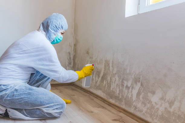 Licensed Crawl Space Mold Remediation service in Greenville, FL - Car Mold Remediation